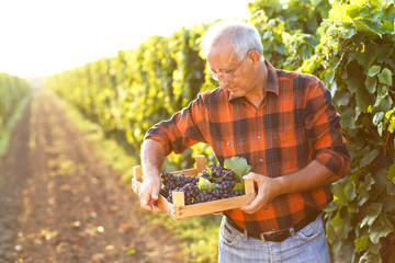 Senior man examining the grapes in the vineyard at sunset.