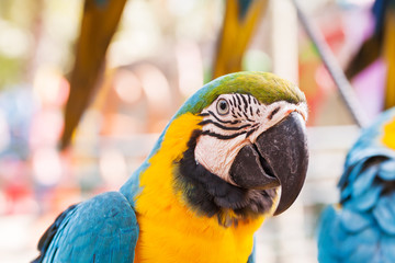 Blue-and-yellow macaw (Ara ararauna), big clever bright parrot.