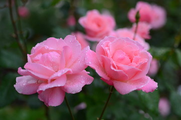 Obraz premium Roses in the garden