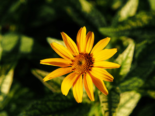 Variegated leaves and yellow flowers - False sunflower, rough oxeye - Heliopsis helianthoides 'Loraine Sunshine' 