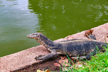Komodo Dragon, also known as the Komodo monitor or lizard, sunning itself next to the lake in Lumphini Park, Bangkok, Thailand