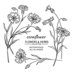 cornflower vector set - obrazy, fototapety, plakaty