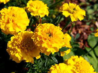 Yellow French marigold (Tagetes patula)