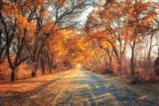 Fototapeta Autumn forest. Forest with country road at sunset. Colorful landscape with trees, rural road, orange leaves and blue sky. Travel. Autumn background. Magic forest