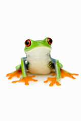 Obraz premium Green Frog Portrait