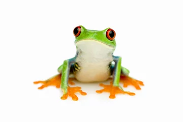 Crédence en verre imprimé Grenouille Portrait de grenouille verte