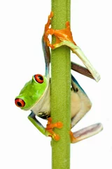 Foto op Plexiglas Kikker Green Frog