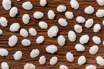 Border pattern of white British sea shells in a row on white painted