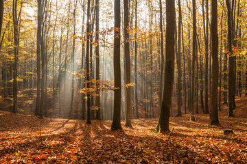 Red and colorful autumn colors in the beech forest
