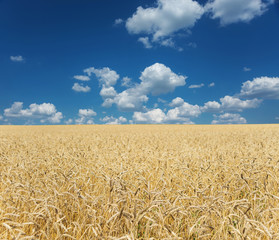 Naklejka premium Field of ripe wheat and sky with clouds