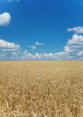 Field of ripe wheat and sky with clouds