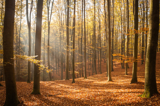 Fototapeta Red and colorful autumn colors in the beech forest  