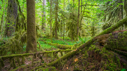 Fairy green forest. Large trees were overgrown with moss. The sun's rays fall through the leaves. Iron Creek Campground trails, Mount St Helens - East Part