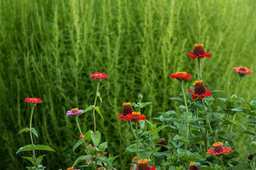 Gerbera flowers on green blurred background