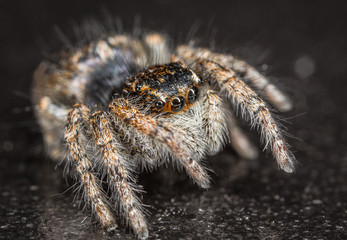 Salticus scenicus jumping spider macro