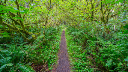 Fairy green forest.  Large trees were overgrown with moss. The sun's rays fall through the leaves. Iron Creek Campground trails, Mount St Helens - East Part