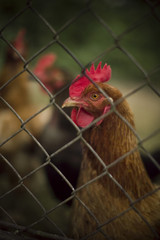 Naklejka premium Live Poultry