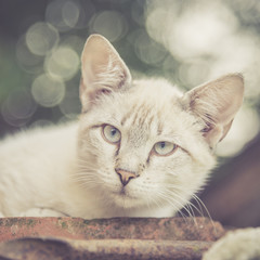 Gray-white cat outdoor