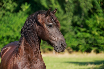 Obraz premium Friese 