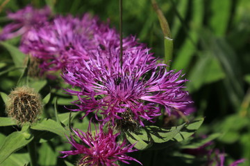 Flockenblume Centaurea