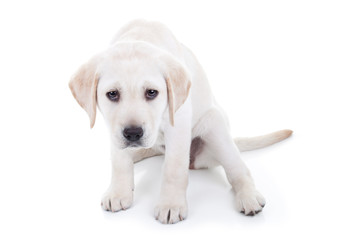 Scared or naughty frightened pet animal puppy dog in pain or fear © Stephanie Zieber