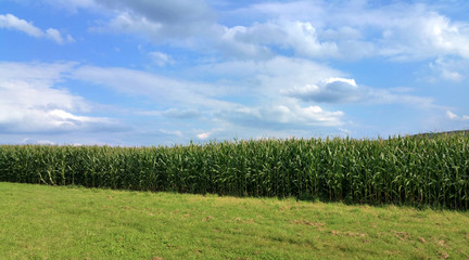 Maisfeld vor freundlich blauem, weiß bewölktem Himmel