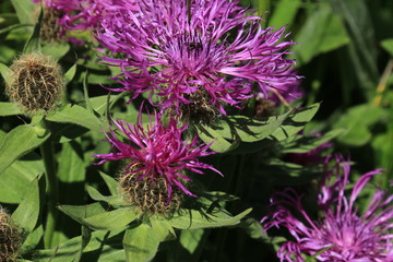 Flockenblume Centaurea