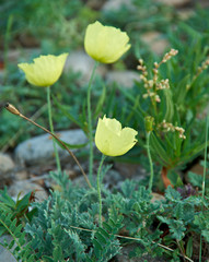 Yellow poppies