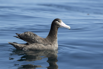 young short-tailed albatross sitting on the water sunny summer d