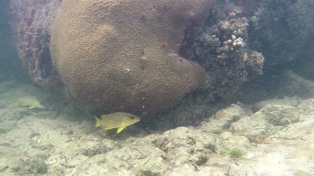 Key West Florida Yellow Tail Snapper And Coral Rock