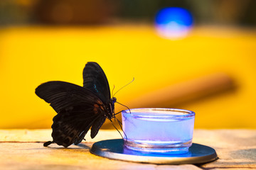 black butterfly is drinking water from clear bottles with lights