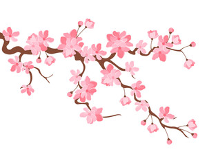 Vector illustration. Branch of Japanese cherry blossoms with beautiful flowers.Sakura. White background.