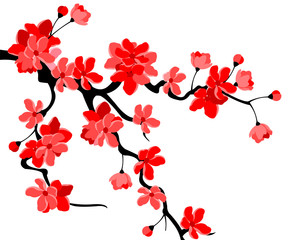 Vector illustration. Branch of Japanese cherry blossoms with beautiful flowers.Sakura. White background.