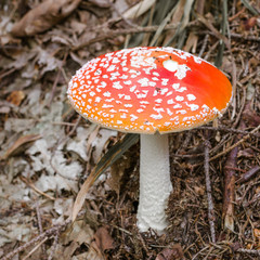 Amanita muscaria, a poisonous mushroom in a forest.