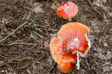 Amanita muscaria, a poisonous mushrooms in a forest.