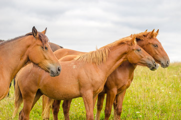 Wild horses in the Carpathians, Ukraine Carpathian landscape.