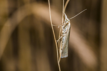 Naklejka premium Weißer Graszünsler (Crambus perlella)