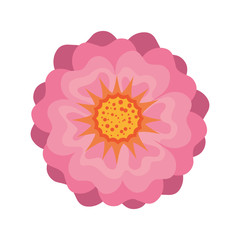 pink floral blossom. nature beauty flower. vector illustration