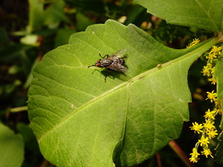 Муха на листочке.