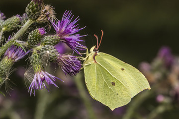 Zitronenfalter (Gonepteryx rhamni)