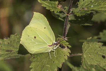 Zitronenfalter (Gonepteryx rhamni)