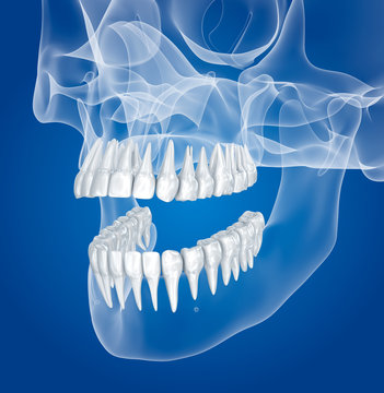 Transparent scull and teeth , xray view . 3D illustration .