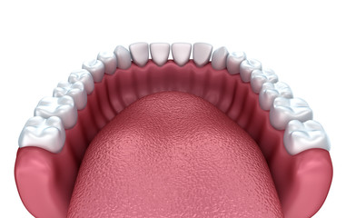 Denture isolated on white . Medically accurate 3D illustration