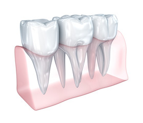 Teeth on white background. Concept icon.  Medically accurate 3D illustration