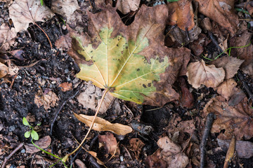 Autumn maple leaf on ground
