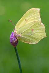 Obraz premium common brimstone - Gonepteryx rhamni