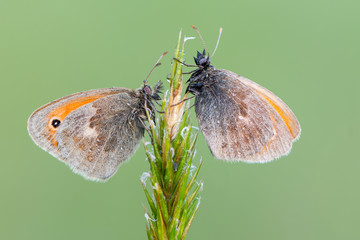 Obraz premium Small heath - Coenonympha pamphilus