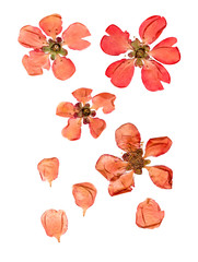 Pressed and dry  large pale red flowers and petal set of quince