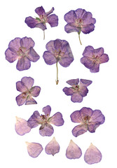 Pressed  purple geranium set perspective
