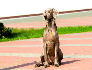Weimaraner full face. The Weimaraner is in the city park.